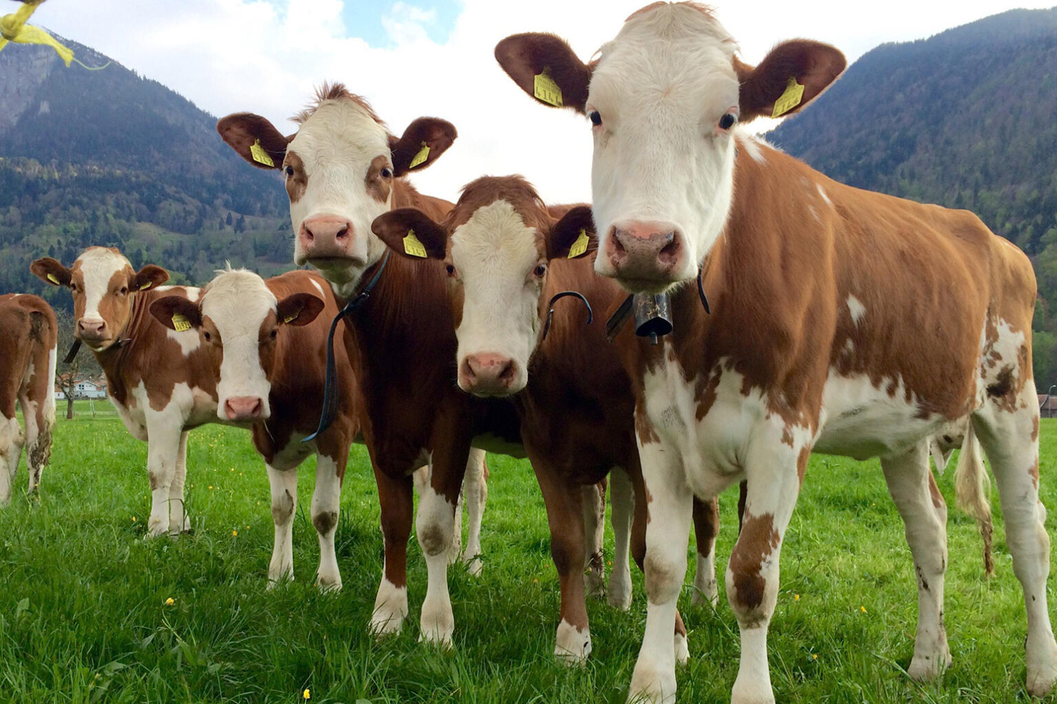 EP Insight, December 2022 | The Beef Issue