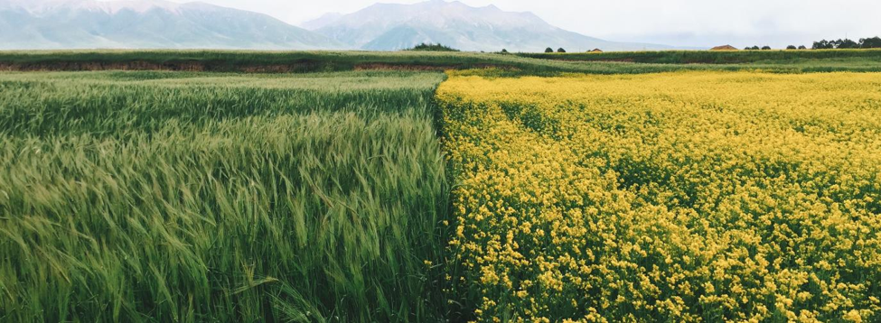 EP Insight, March 2020 | General Mills – a Ground-Up Approach to Regenerative Farming