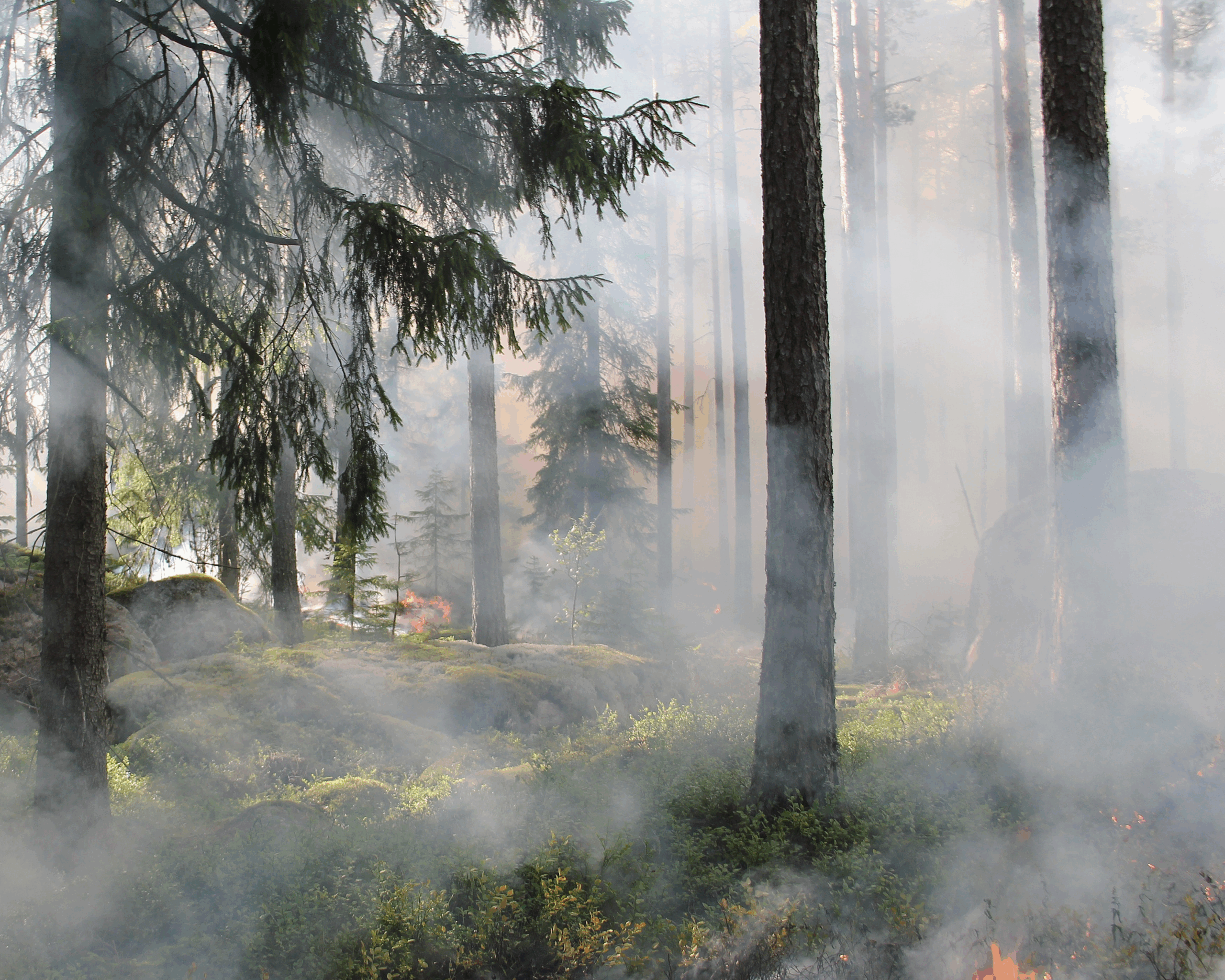 EP Insight, February 2019 | PG&E – How Climate Change Caused a Bankruptcy
